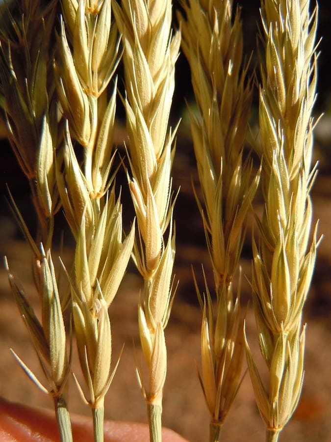Psathyrostachys juncea - Russisches Steppengras mit dichten aufrechten Horsten und steifen gelbgrunen Ahren im Sommer