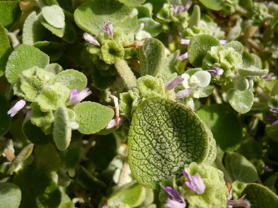 False dittany purple flowers close-up