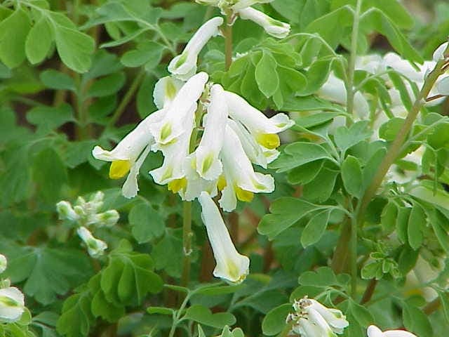 Pseudofumaria alba with delicate white flowers in rock garden