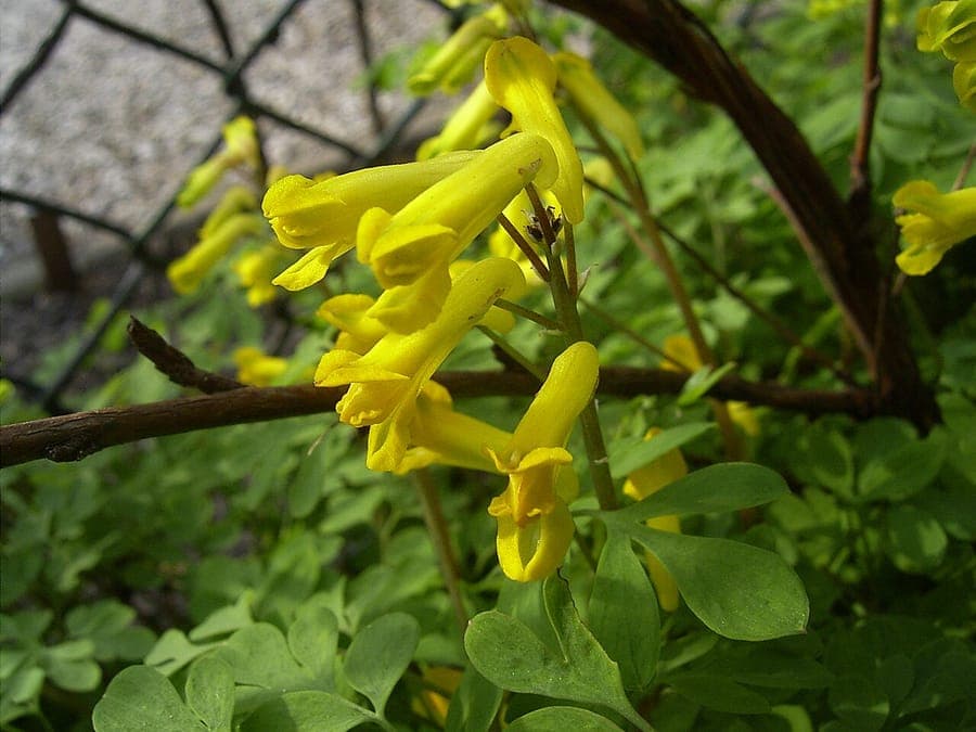 Pseudofumaria lutea met levendige gele bloemen in steentuin