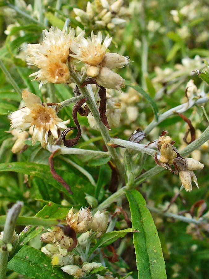Pseudognaphalium obtusifolium with white fluffy flower heads on sandy open ground