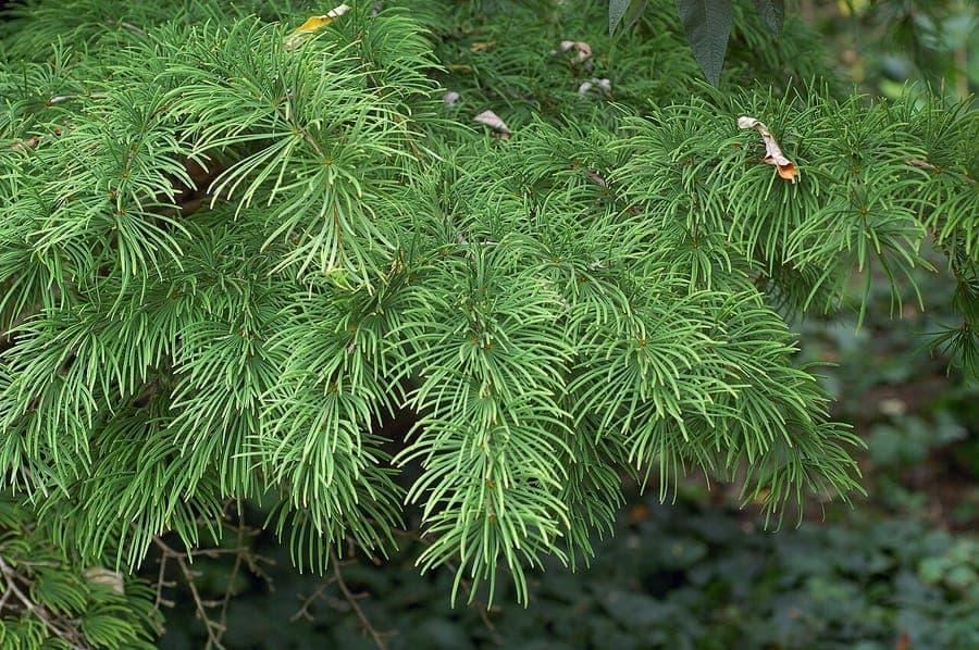 Chinese goudlork in herfstkleuren