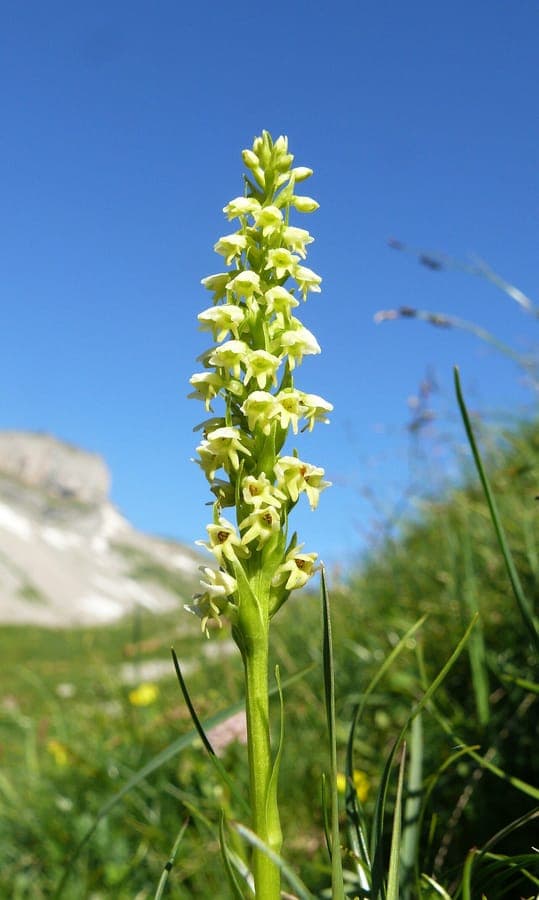 Small white orchid with delicate white flowers