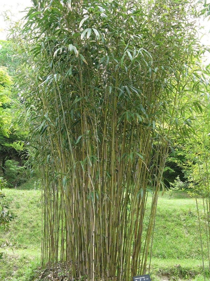 Bambou japonais avec feuilles vertes fines