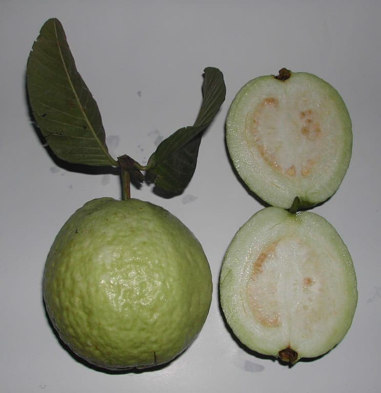 Frische gruene Guavenfrucht am Baum mit glaenzenden Blaettern