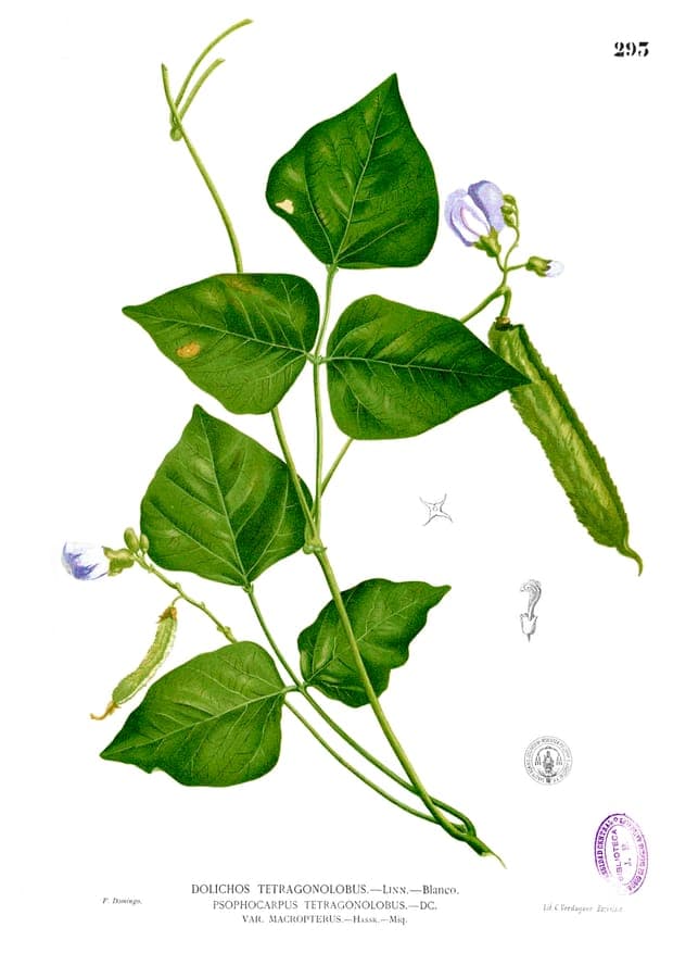 Winged bean plant with four-sided pods and green leaves