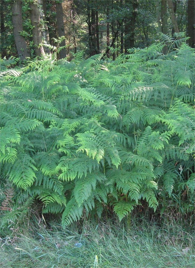 Bracken fern with large feathery fronds in dappled sunlight