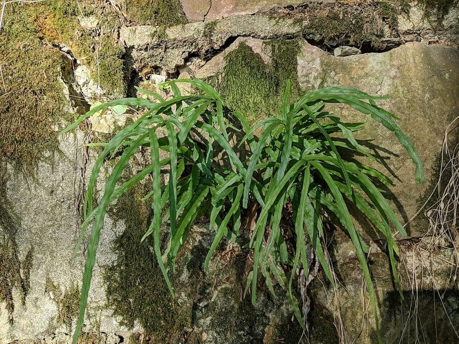 Pteris multifida Chinesischer Saumfarn in voller Größe