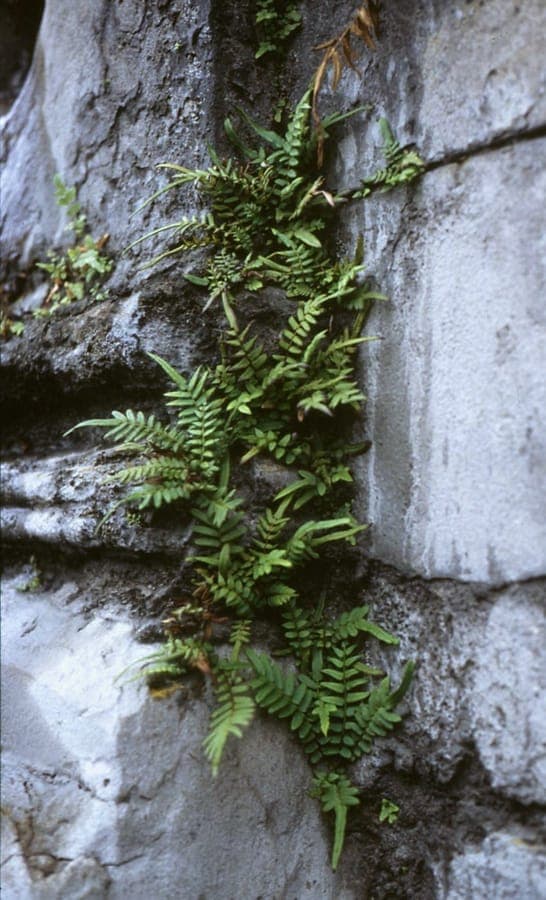 Pteris vittata with elegant green fern fronds