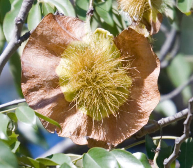 Transvaal-teak tree