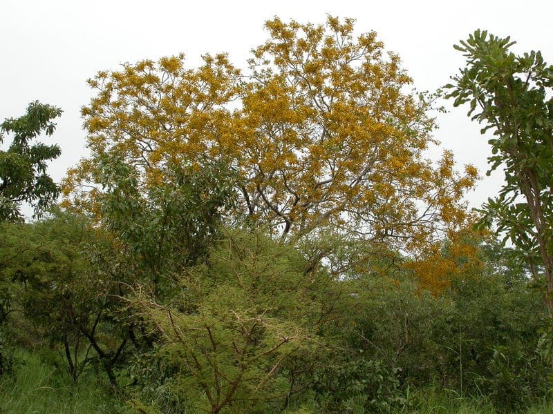 Pterocarpus erinaceus Baum in West-Afrika