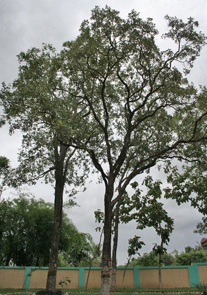 Pterocarpus santalinus boom met gevederblad in tropisch licht