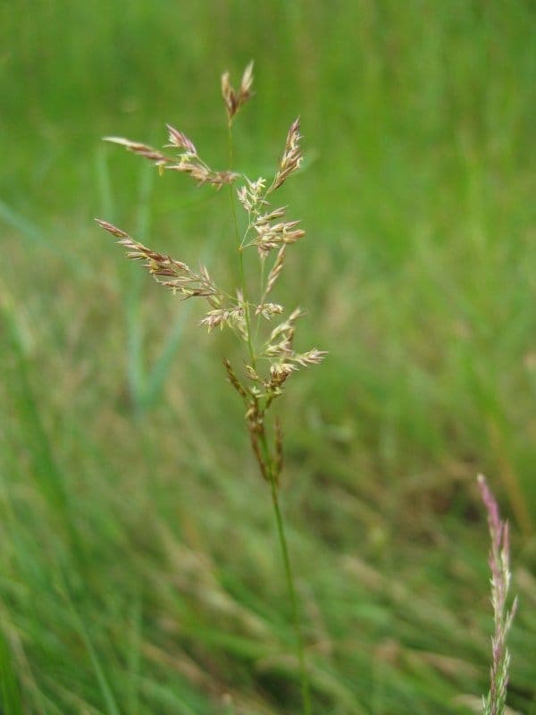 European alkali grass with fine culms and delicate flower panicles