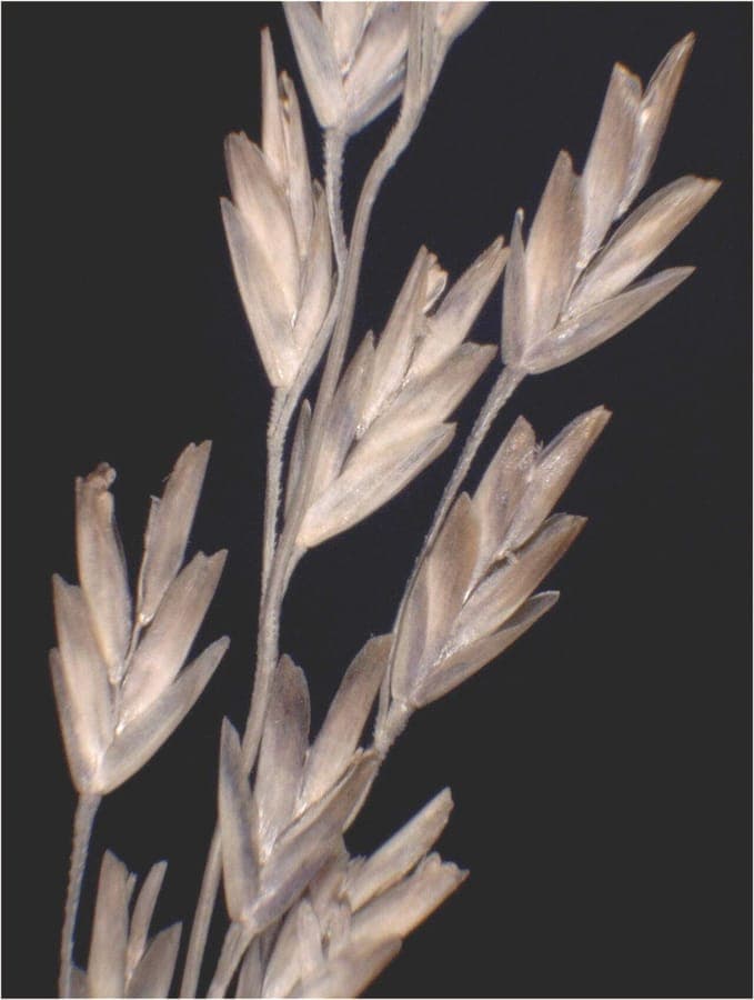 Feuillage bleu-vert fin de Puccinellia fasciculata