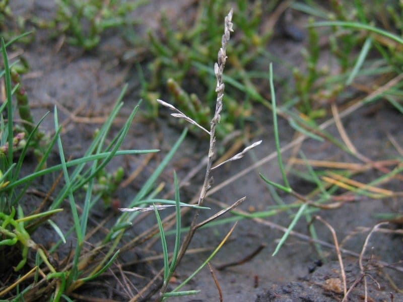 Saltmarsh grass with fine blades in salt marsh habitat