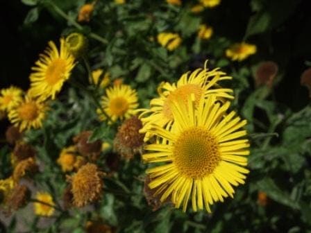Pulicaria dysenterica pulicaire dysentrique fleurs jaunes