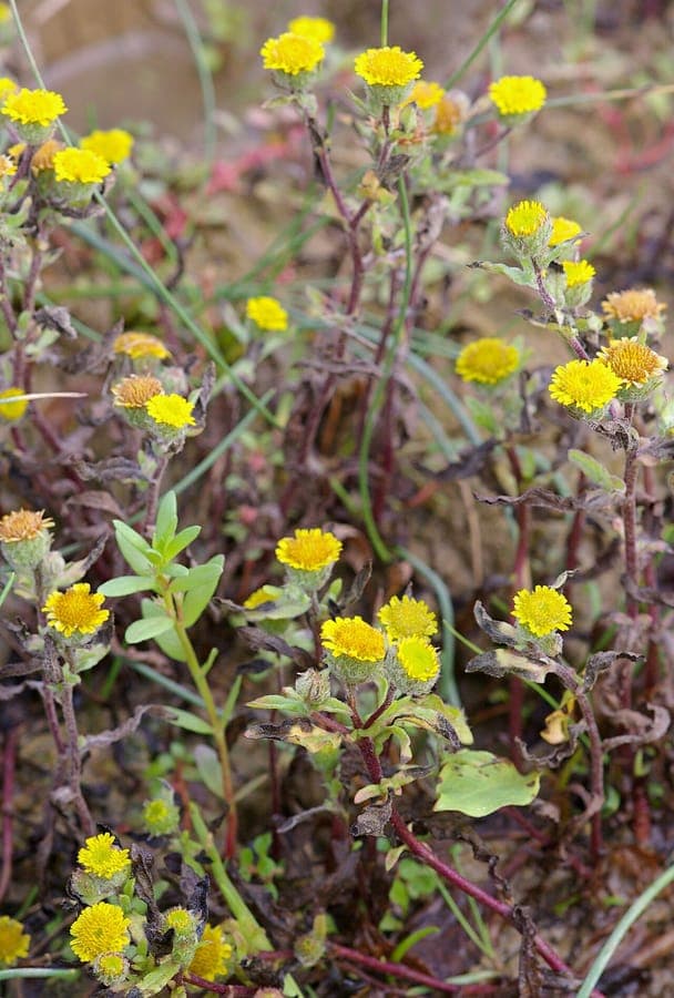 Pulicaria vulgaris small fleabane golden-yellow flowers