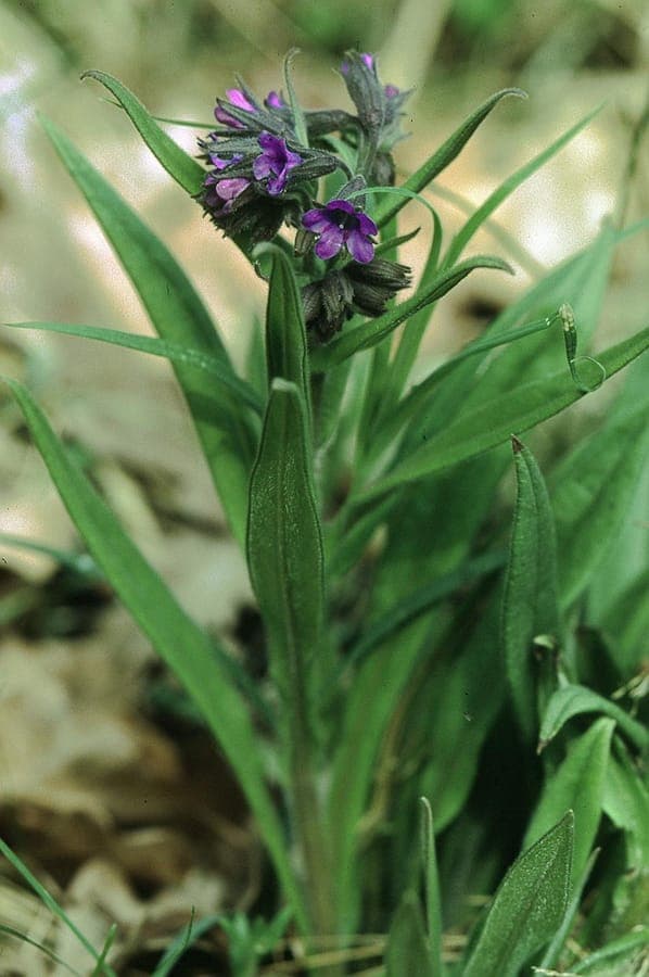 Blue cowslip in full bloom under a canopy of deciduous trees in early spring