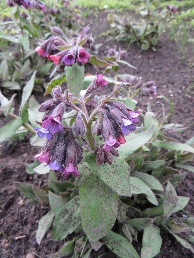 Pulmonaria mollis in full bloom under a birch tree, soft leaves with purple-blue flowers
