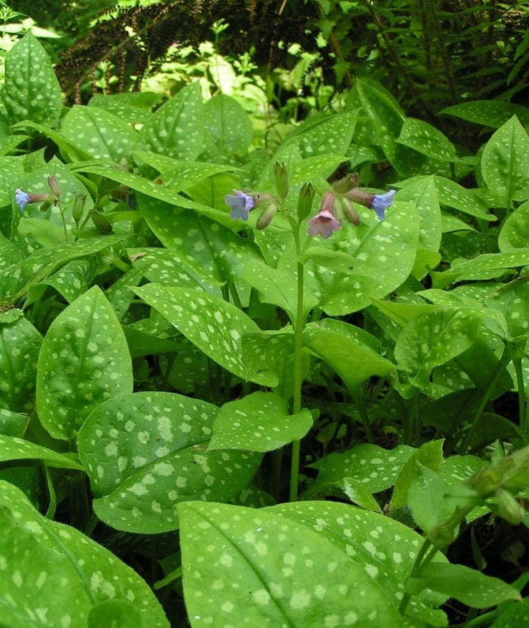Jerusalem cowslip with spotted leaves and blue-purple flowers in a shaded garden border