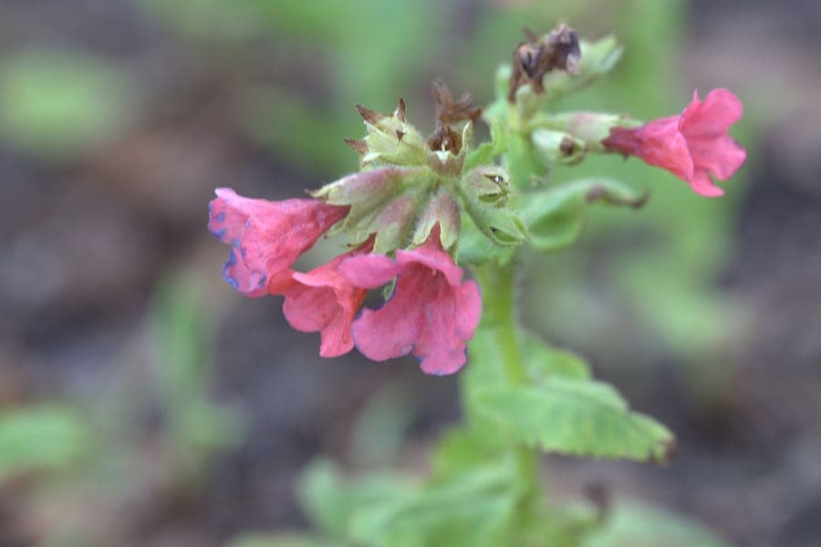 Rode bloemen van Rode Longenkruid