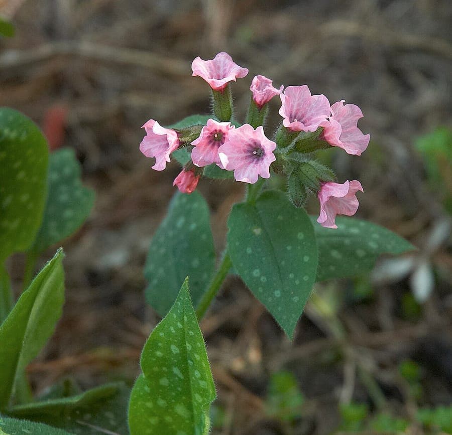Pulmonaire saupoudrée avec feuilles tachetées et fleurs bleu-violet au printemps précoce
