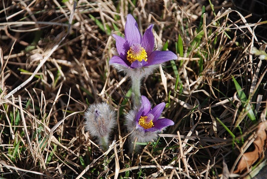 Pulsatilla grandis displaying purple flowers in spring