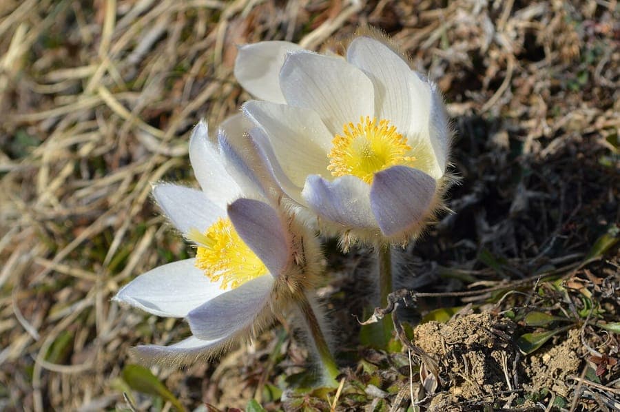 Pulsatilla vernalis with white to pale lilac flowers covered in silvery silky hairs on an alpine meadow