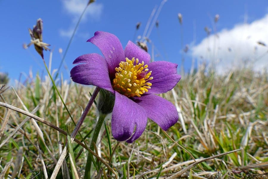 European Pasqueflower with purple blooms