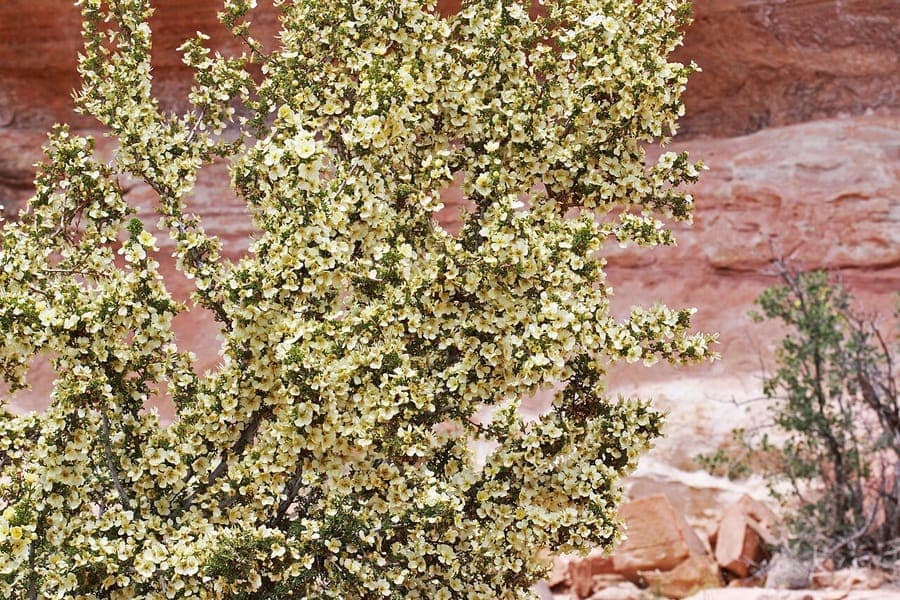 Purshia stansburiana Strauch mit weissen Bluten in arider Landschaft