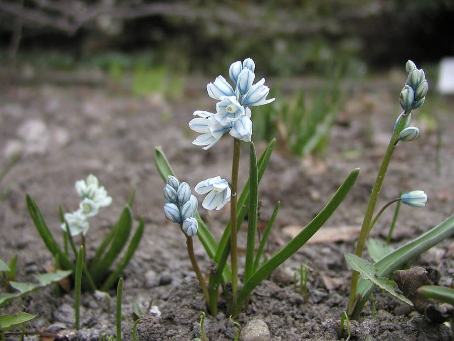 Puschkinia scilloides striped squill pale blue-violet flowers