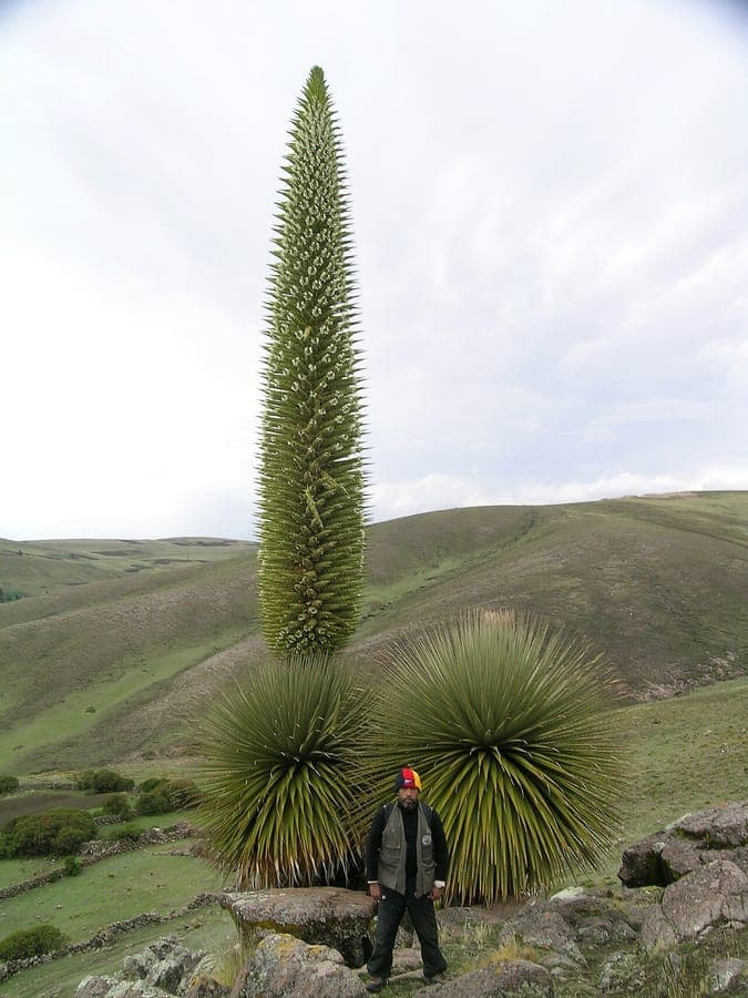 Puya raimondii Pflanze mit charakteristischen blaugrauen Blattern