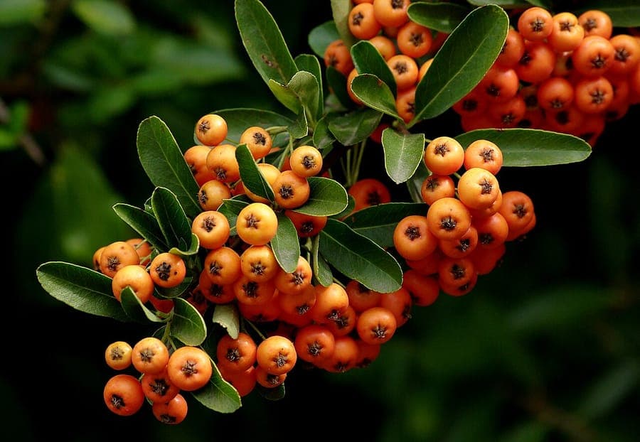 Detail of Pyracantha angustifolia orange berries in winter