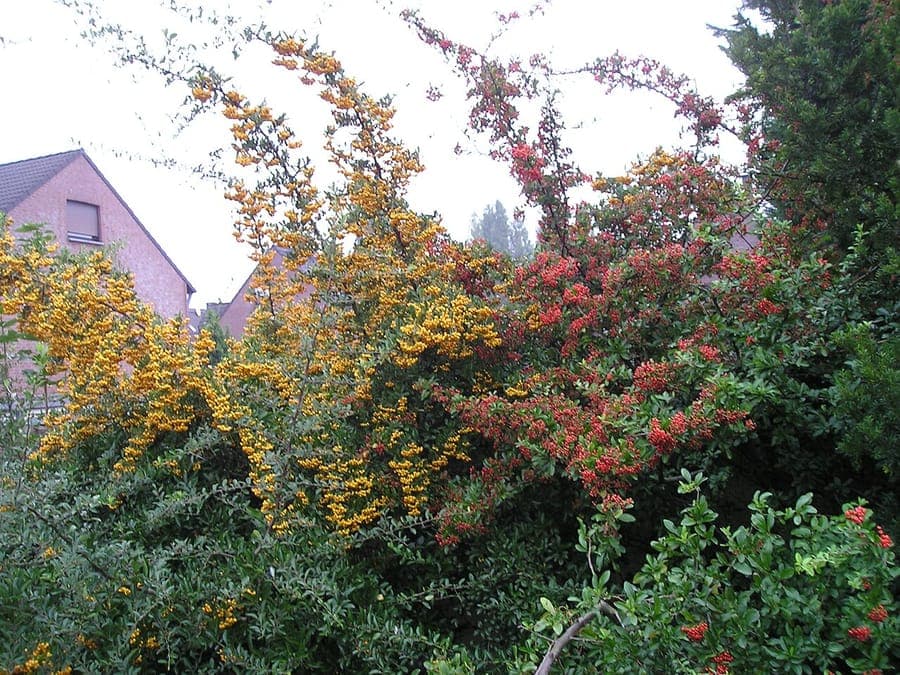 Firethorn in full bloom with white flowers and bright red berries, set in a garden border