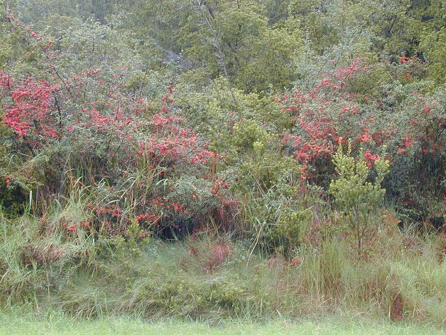 Chinese firethorn red berries close-up