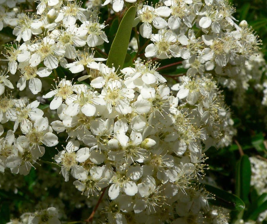 Dichte Aste des Taiwan-Feuerdorns mit leuchtend orangefarbenen Beeren