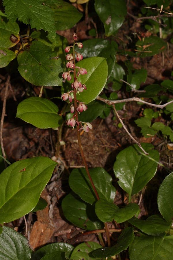 Liver-leaf Wintergreen (Pyrola asarifolia) with distinctive round leaves and hanging pink flowers