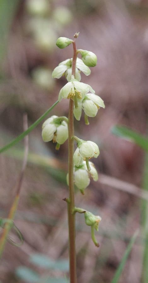 Green-flower wintergreen showing delicate green blooms and glossy leaves