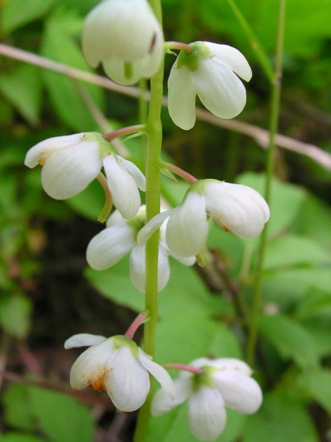 Pyrola elliptica, pyrole elliptique, avec ses feuilles elliptiques lustrees et ses hampes florales blanches en milieu forestier