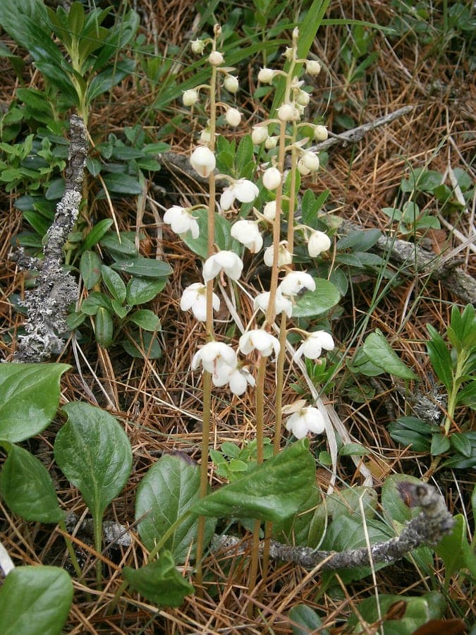 Pyrola media intermediate wintergreen flower