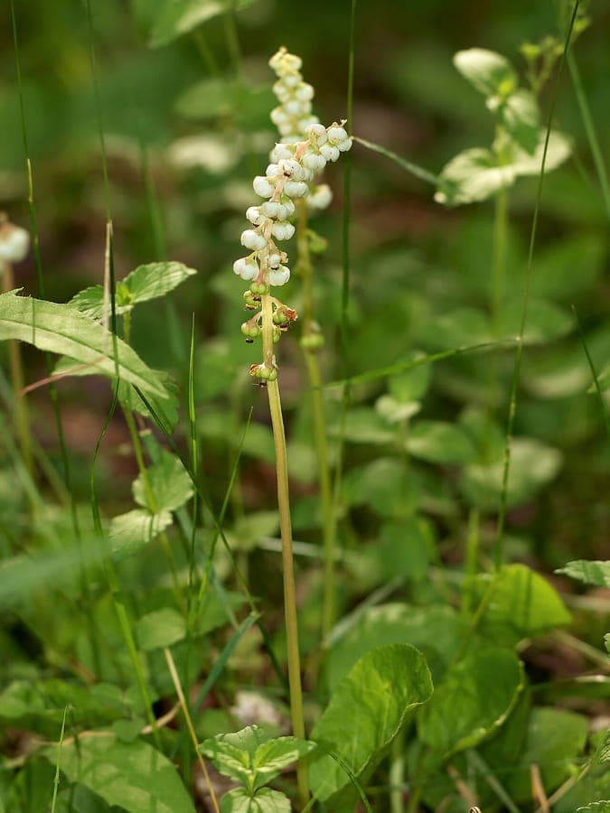 Lesser wintergreen displaying delicate pink-white flower spikes and glossy foliage
