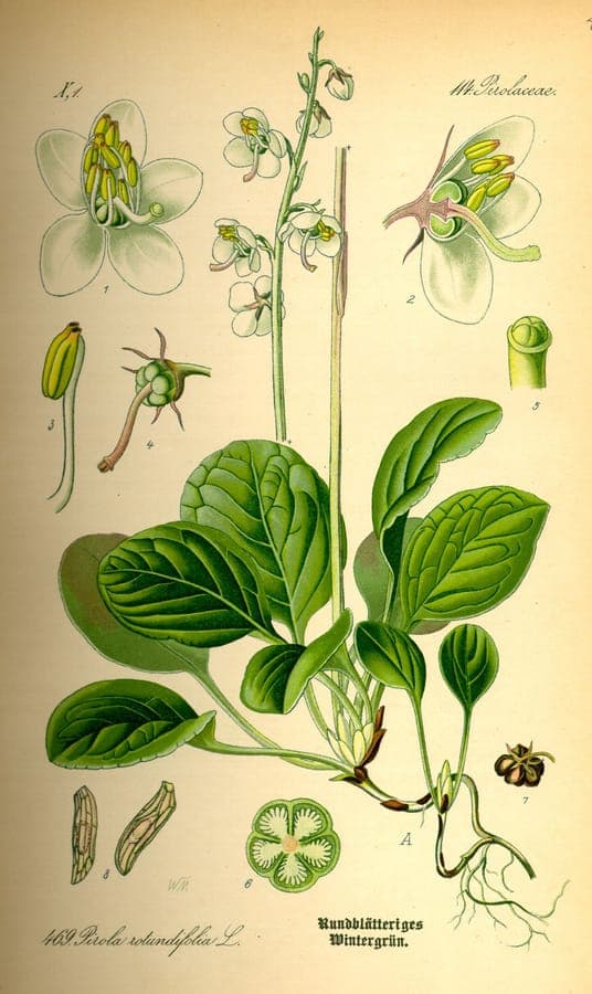 Round-leaf wintergreen showing distinctive round glossy leaves and white flower spikes