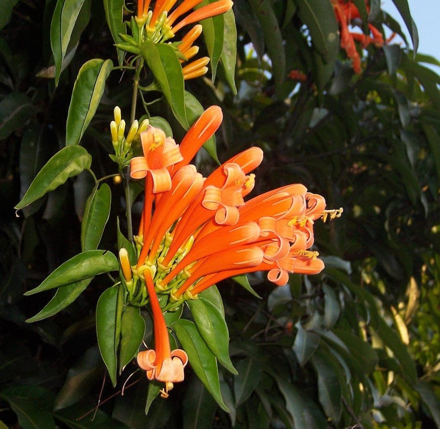 Pyrostegia venusta met felle oranje-gele bloemen in trossen