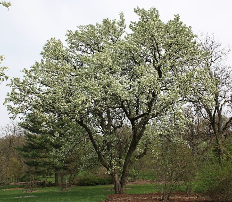 Chinesische Wildbirne in voller Blüte mit weißen Blüten