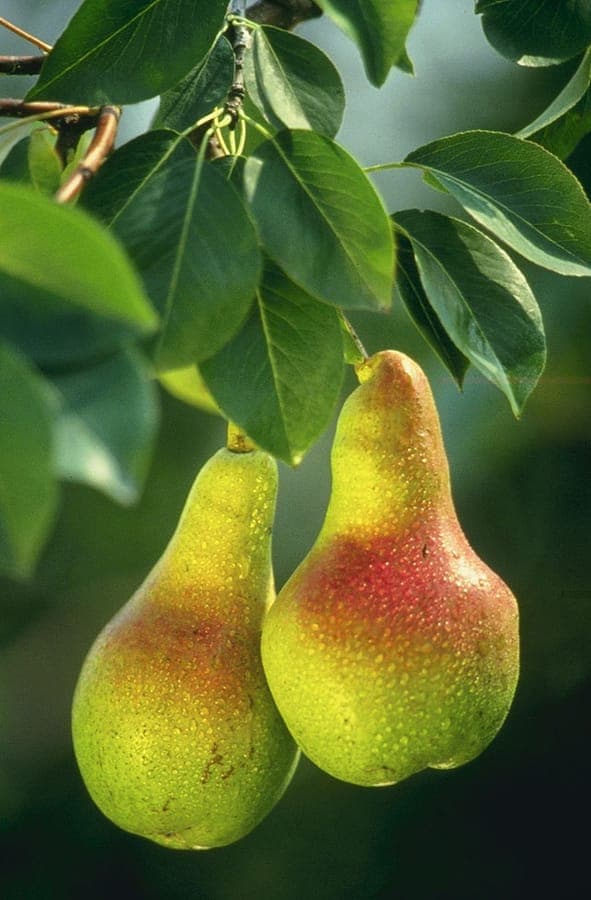Common pear tree showing white spring flowers and developing fruit in summer