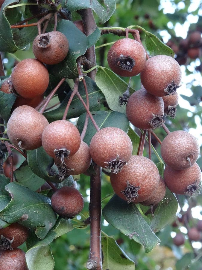 Plymouth pear with white blossoms and small brown fruits