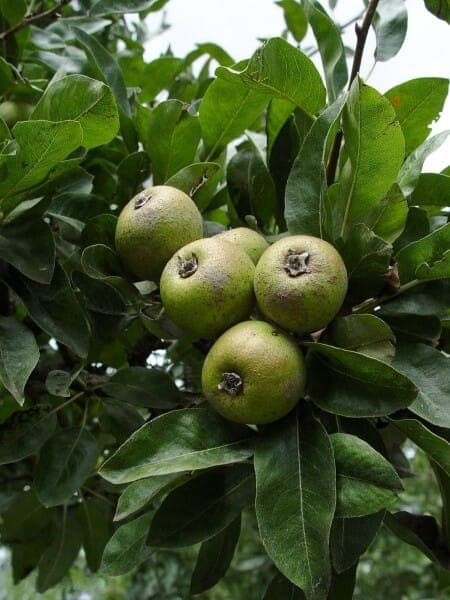 Snow pear with distinctive silver-white young foliage