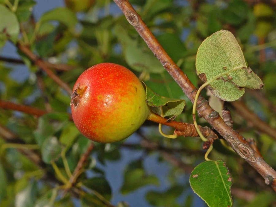 Wildbirnstrauch mit Blueten und kleinen Fruechten