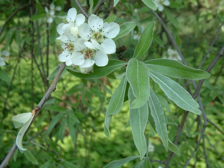 Willow-leaf pear tree in bloom with silvery leaves