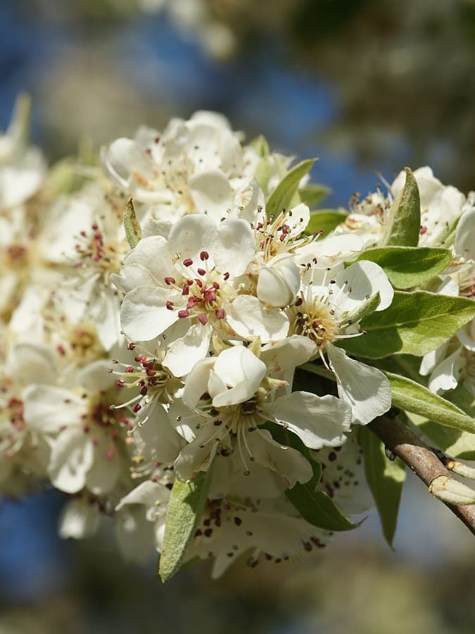 Pyrus spinosa in bloei met witte bloemen en smalle amandelachtige bladeren in een mediterraan landschap